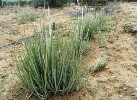 The candelilla plant is found in Mexico.