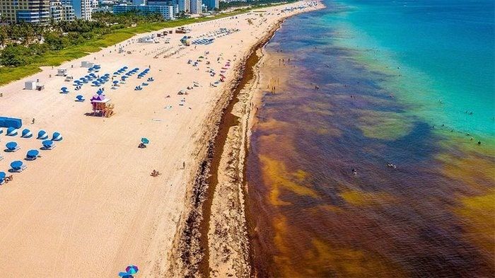Cleanup crews work tirelessly to remove sargassum from South Florida beaches.
