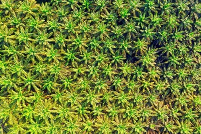 Drone Shot of Green Palm Oil Plantation