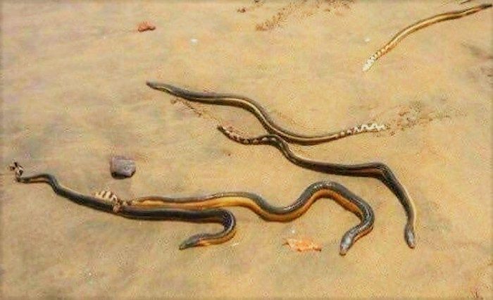 Marine snakes, also known as morenas.