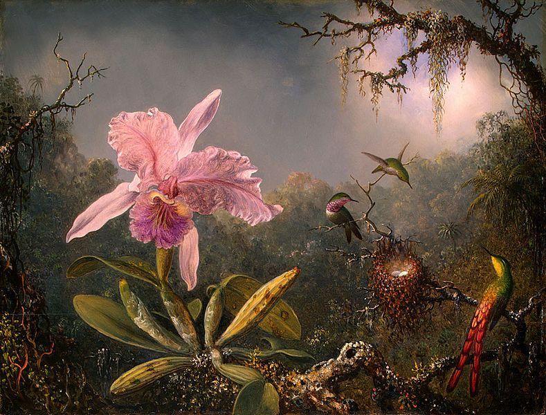Painting by Martin Johnson Heade, titled "Cattleya Orchid and Three Brazilian Hummingbirds".