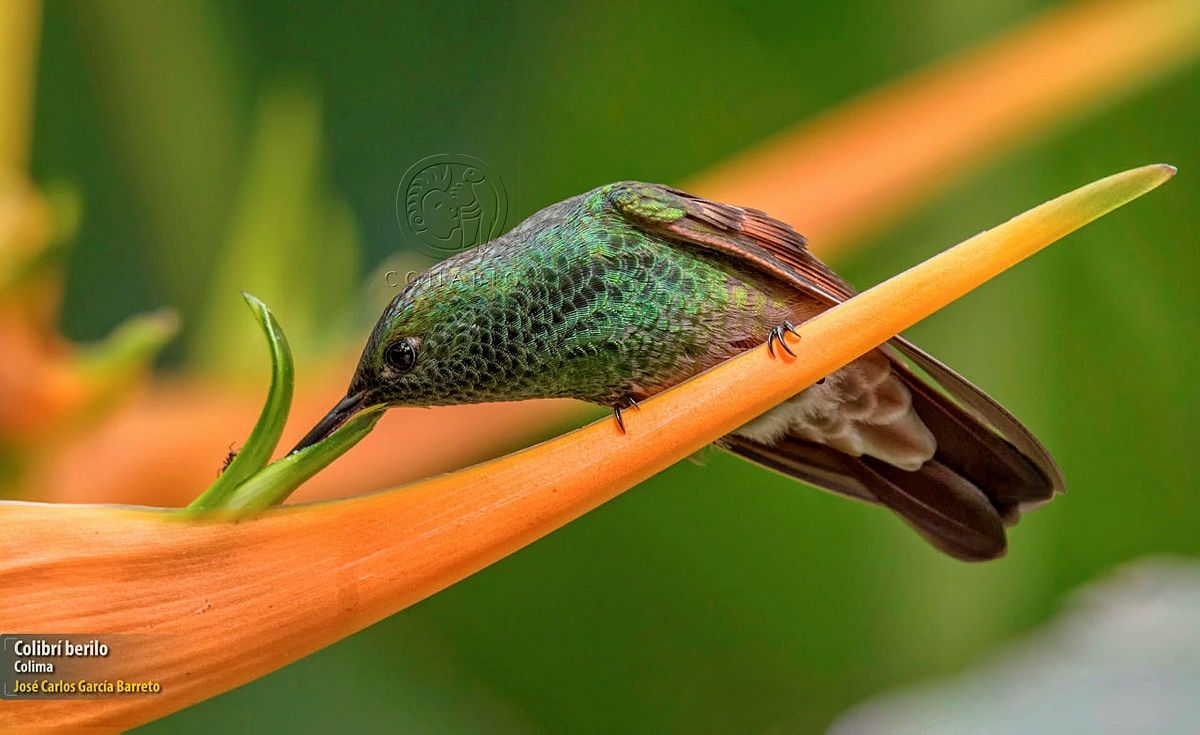 The beryl hummingbird (Amazilia beryllina).