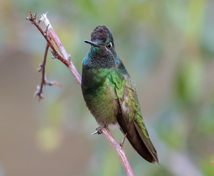 The magnificent hummingbird (Eugenes fulgens).