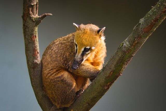 Coati live in groups of 6 to 30 individuals.