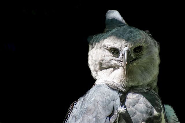 A harpy eagle is a very strong animal that feeds mainly on monkeys.