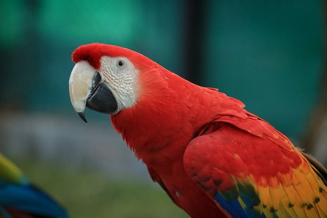 Red macaws, a beautiful inhabitant of the rainforest, are a highly sought-after ornamental bird.