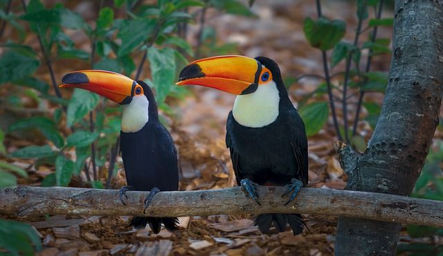 The toucan is intensely persecuted and sold as an ornamental bird because of its beautiful colors.