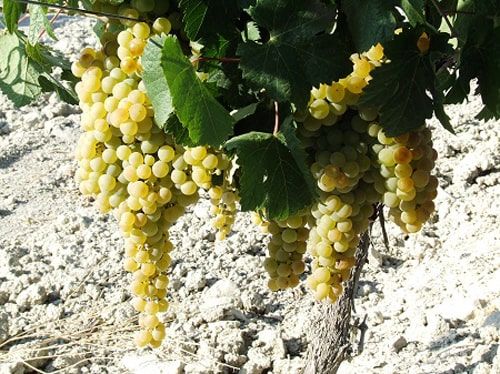 Bunches of Palomino grapes, the most important grape in Jerez.