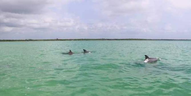 A family of dolphins in Chetumal Bay, in front of Calderitas.