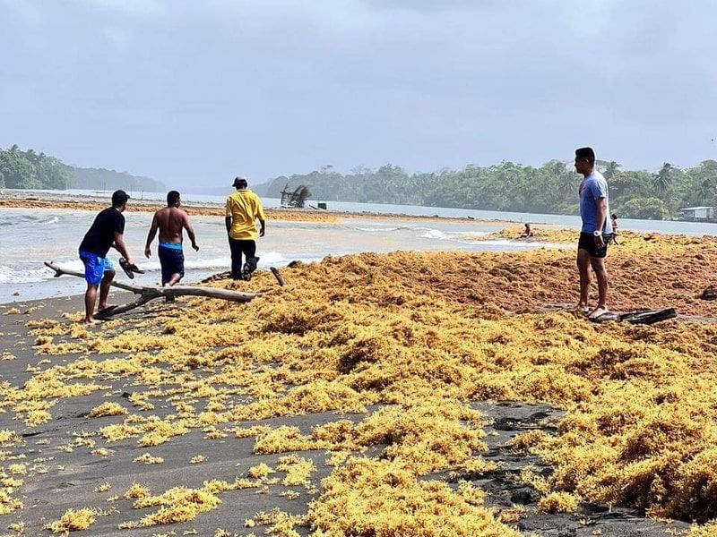 Volunteers work to remove seaweed from Costa Rica's Caribbean beaches. (UNA)