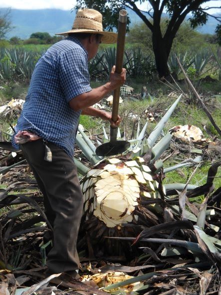 A farmworker is seen pruning a blue agave plant on the field in Jalisco.