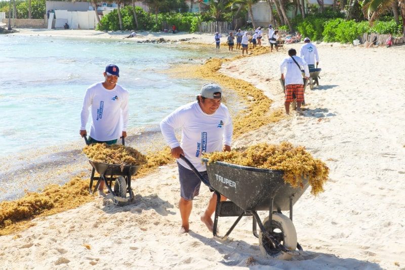 Cancun coasts are constantly being cleaned from the seaweed.