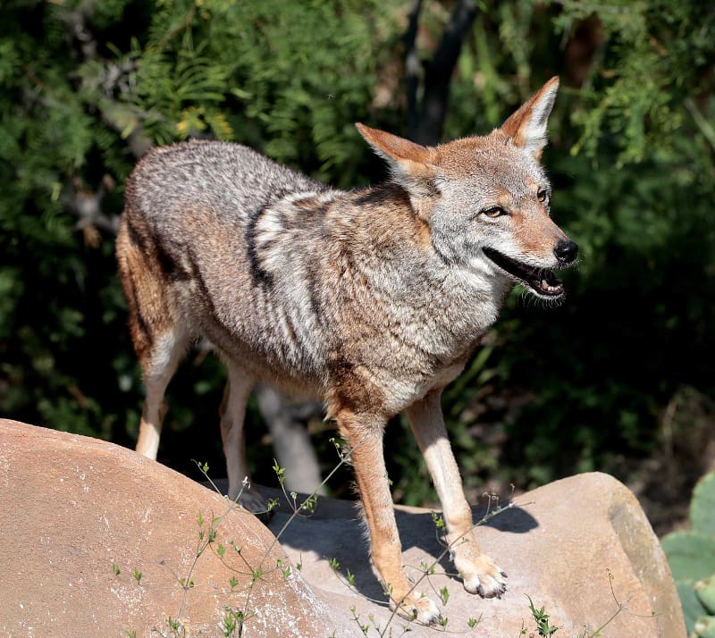 Coyote (Canis latrans). The coyote is the size of a medium-sized dog, lives in pairs and family groups.