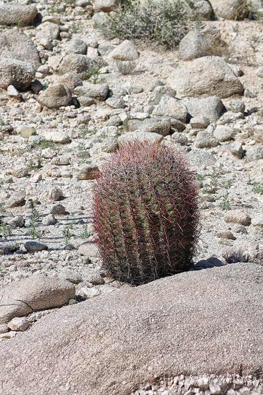 Ferocactus cylindraceus, a species subject to special protection.