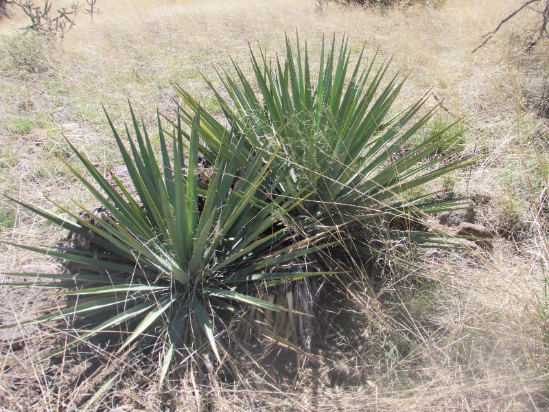 Grassland vegetation. The pasture ecosystem of the Chihuahuan Desert can capture atmospheric carbon and convert it into organic matter.