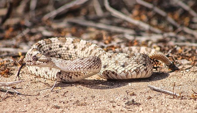 Northwest Horned Rattlesnake, Crotalus cerastes.