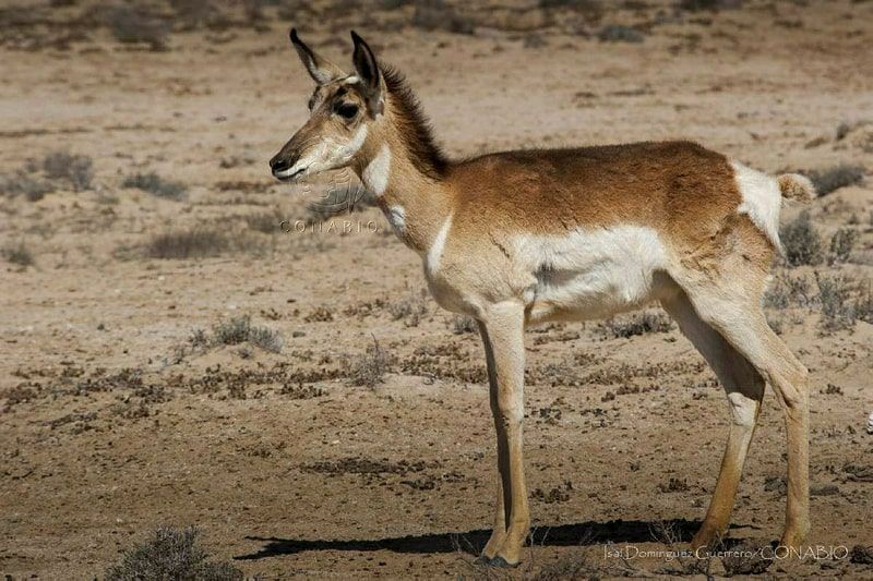 Pronghorn (Antilocapra americana). The pronghorn is a mammal native to North America.