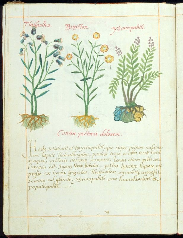 The Codex De la Cruz-Badiano is considered the first illustrated herbarium made in America.