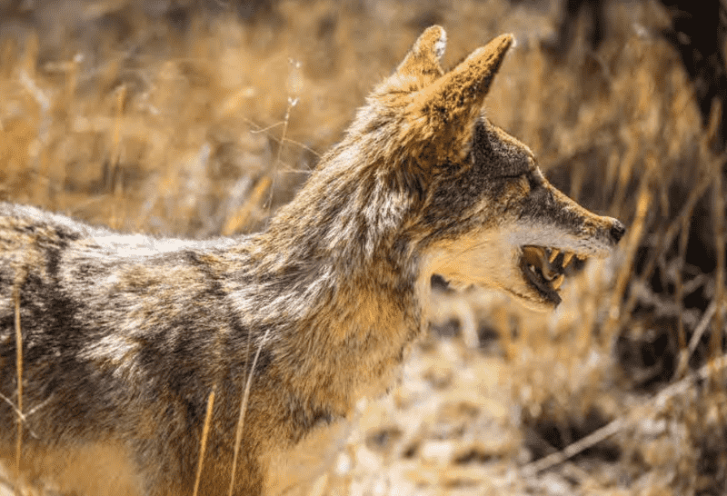 For the ancient inhabitants of Mesoamerica, the coyote was a symbol of strength.