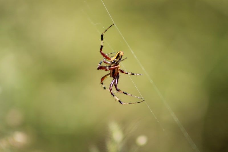 In Mexico, araneism (spider poisoning) is caused exclusively by the genera Latrodectus and Loxosceles.