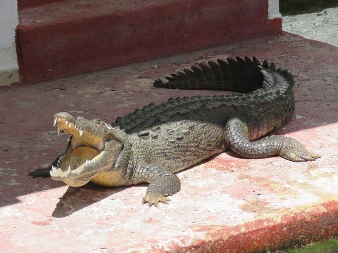 Crocodile in Cancun