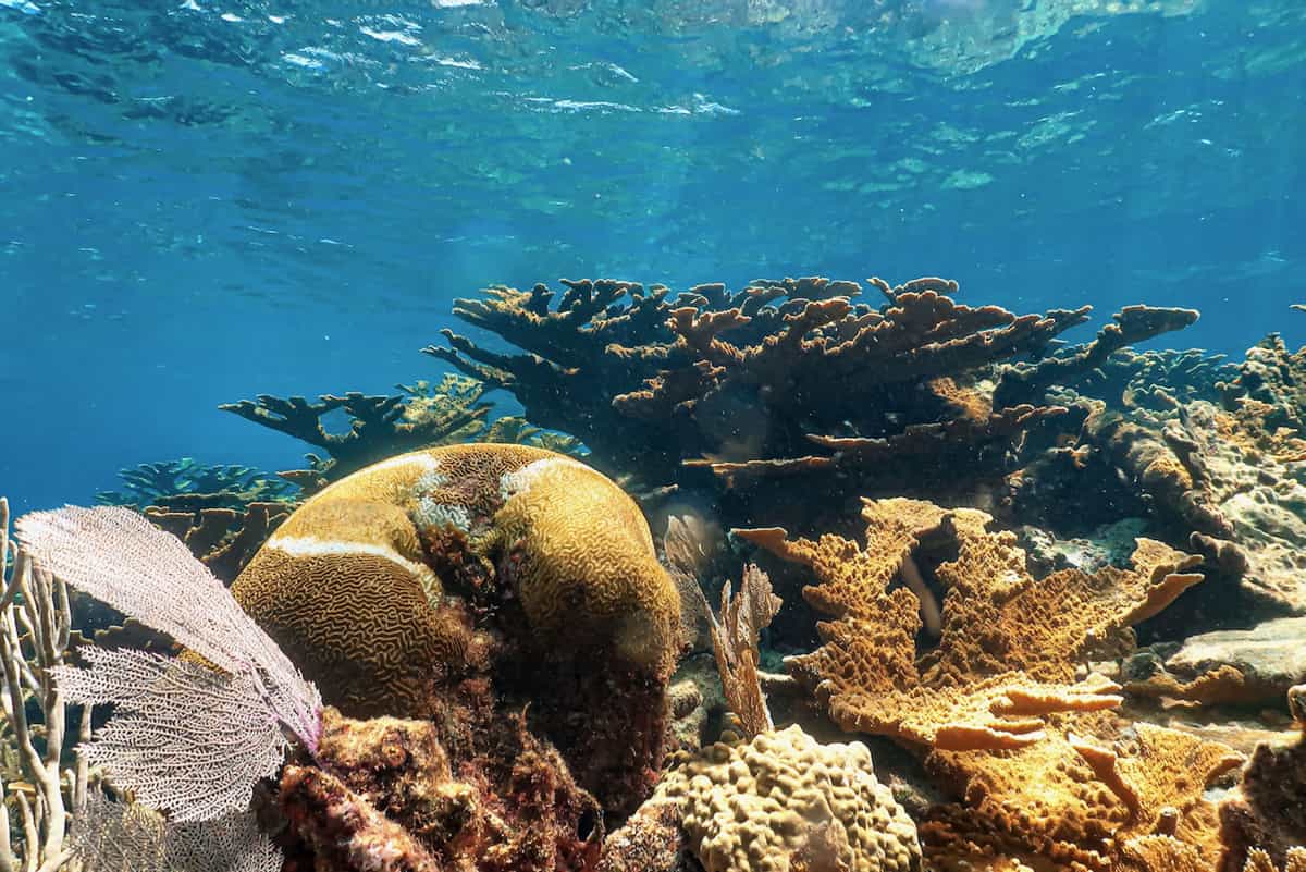 The deadly disease attacks Mexican Caribbean corals.