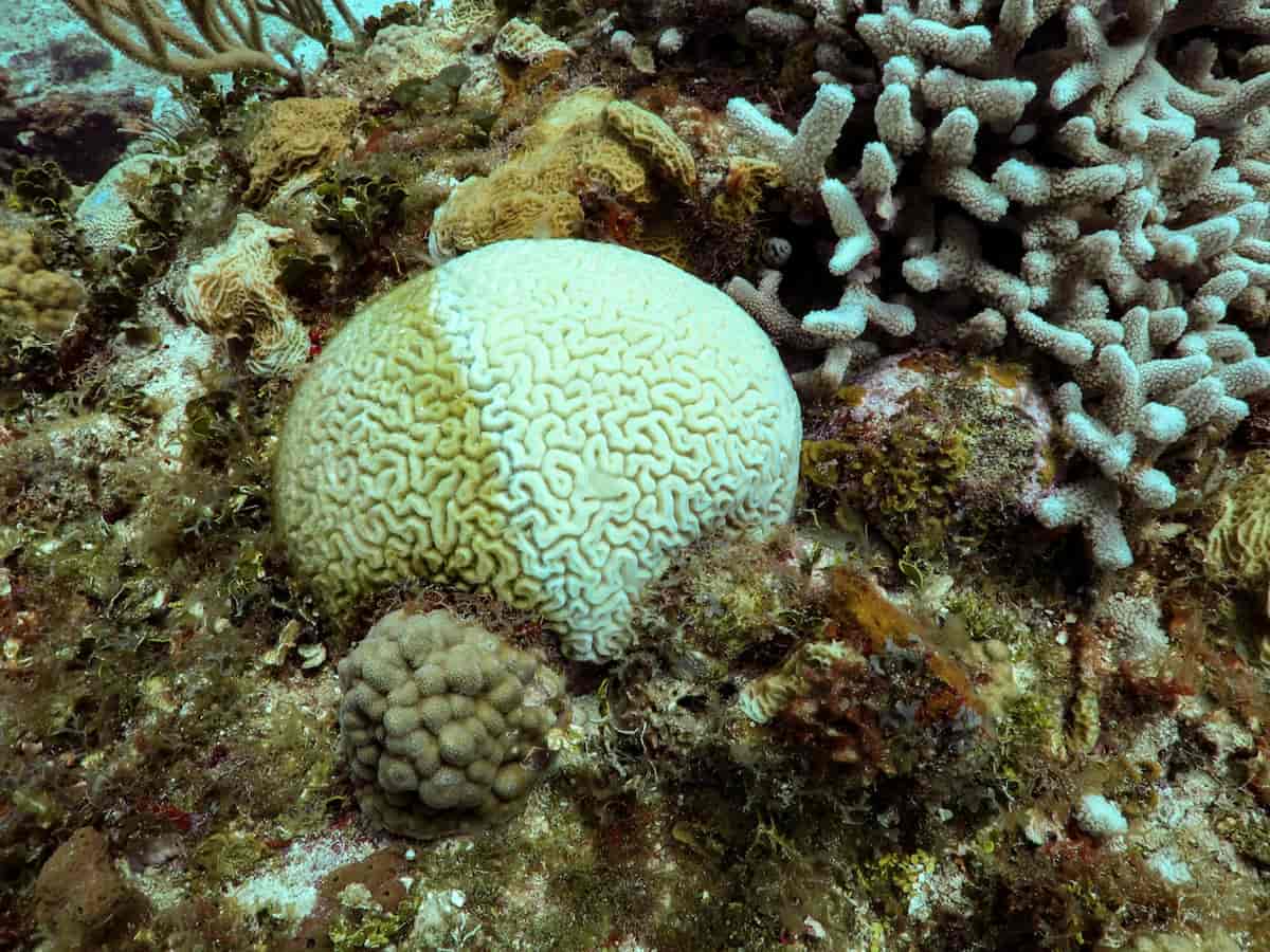 Corals in the Mexican Caribbean are under attack by a serious disease.