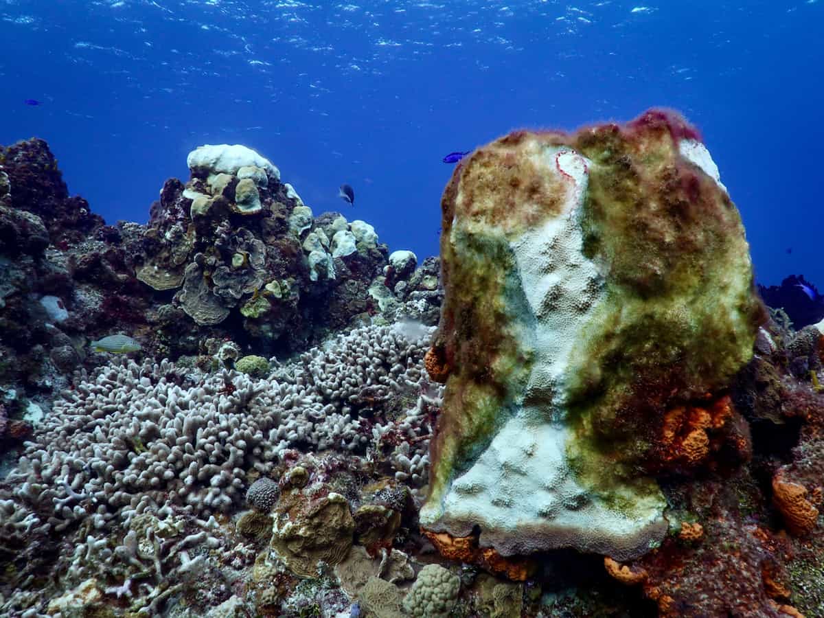 Grave ailment attacks corals in the Mexican Caribbean.