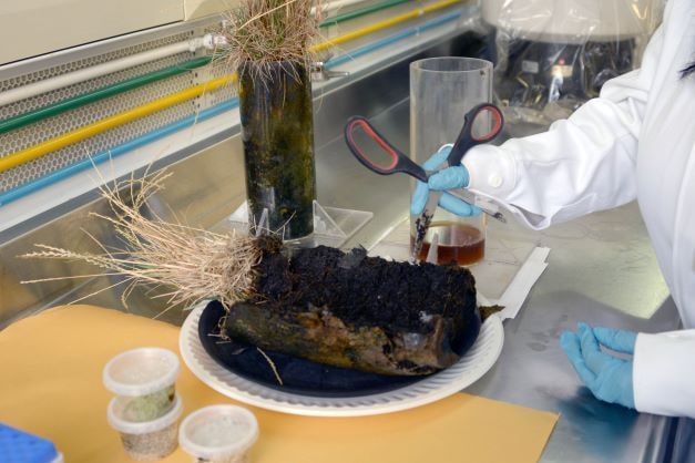 Laboratory uses larvae to identify plastics in less time.