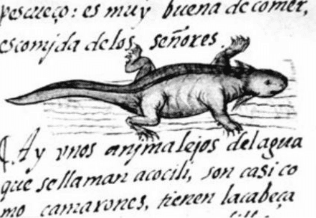 Ajolote (axolotl in Nahuatl)