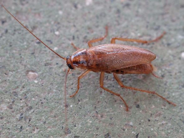 Cockroach or Blattodea.