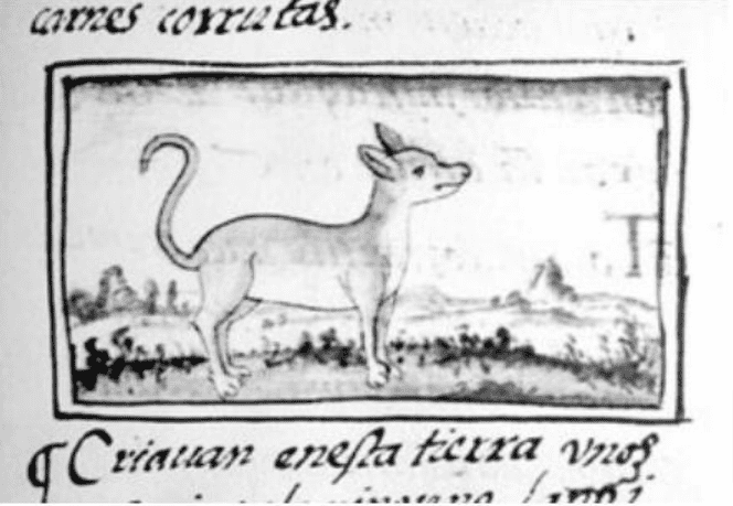 Dog (itzcuinth or chichi) in Nahuatl