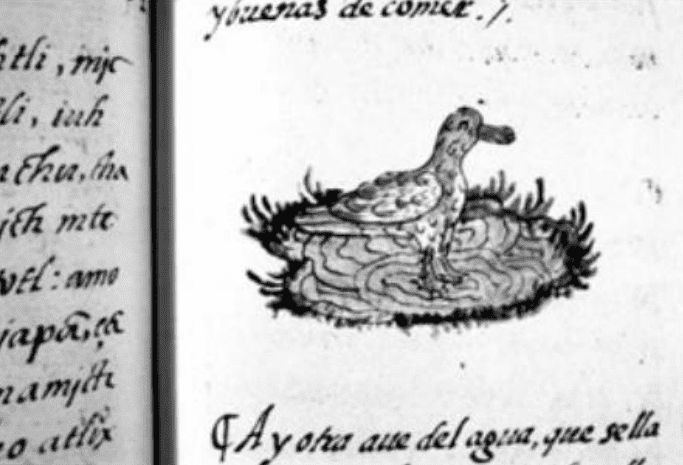 Duck (canauhtli) in Nahuatl