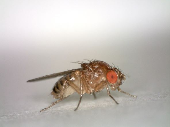Fruit fly or Drosophila melanogaster.