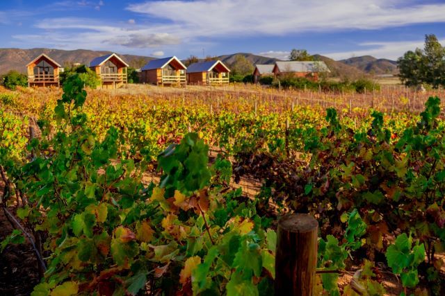 Explore the vineyards in the Guadalupe Valley, which is located in Ensenada, Baja California.