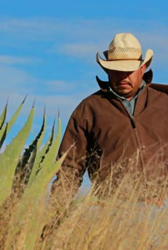 Mezcal worker on the field in Durango, Mexico.