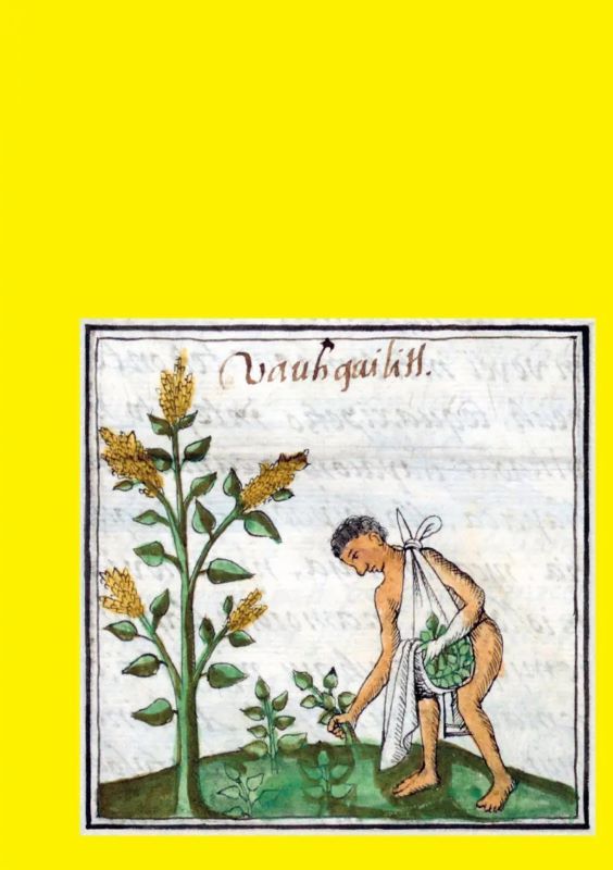 Amaranthus, Florentine Codex, Book XI, fo. 133 v.