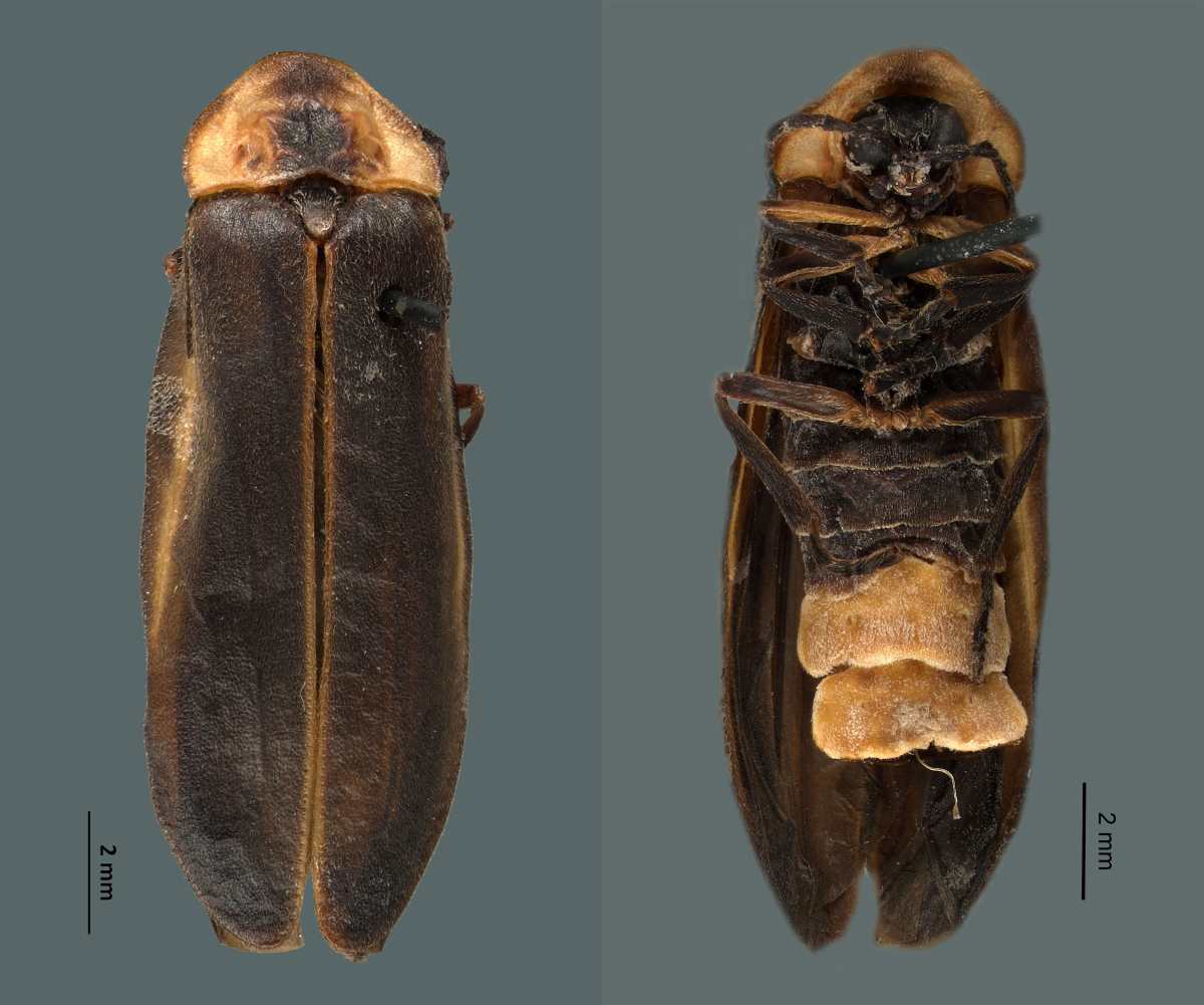 New species of firefly shines a light on Mexico's rich biodiversity.