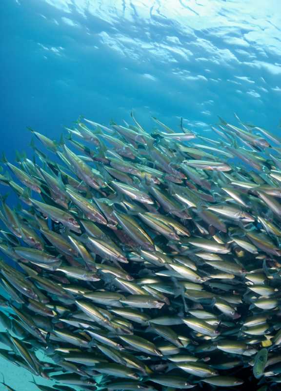Anchoveta fish swarming in the Gulf's waters, a testament to the bay's rich and resilient marine life.