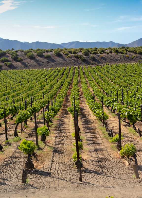 Rows of vineyards in the heart of Baja, telling tales of time, tradition, and taste.