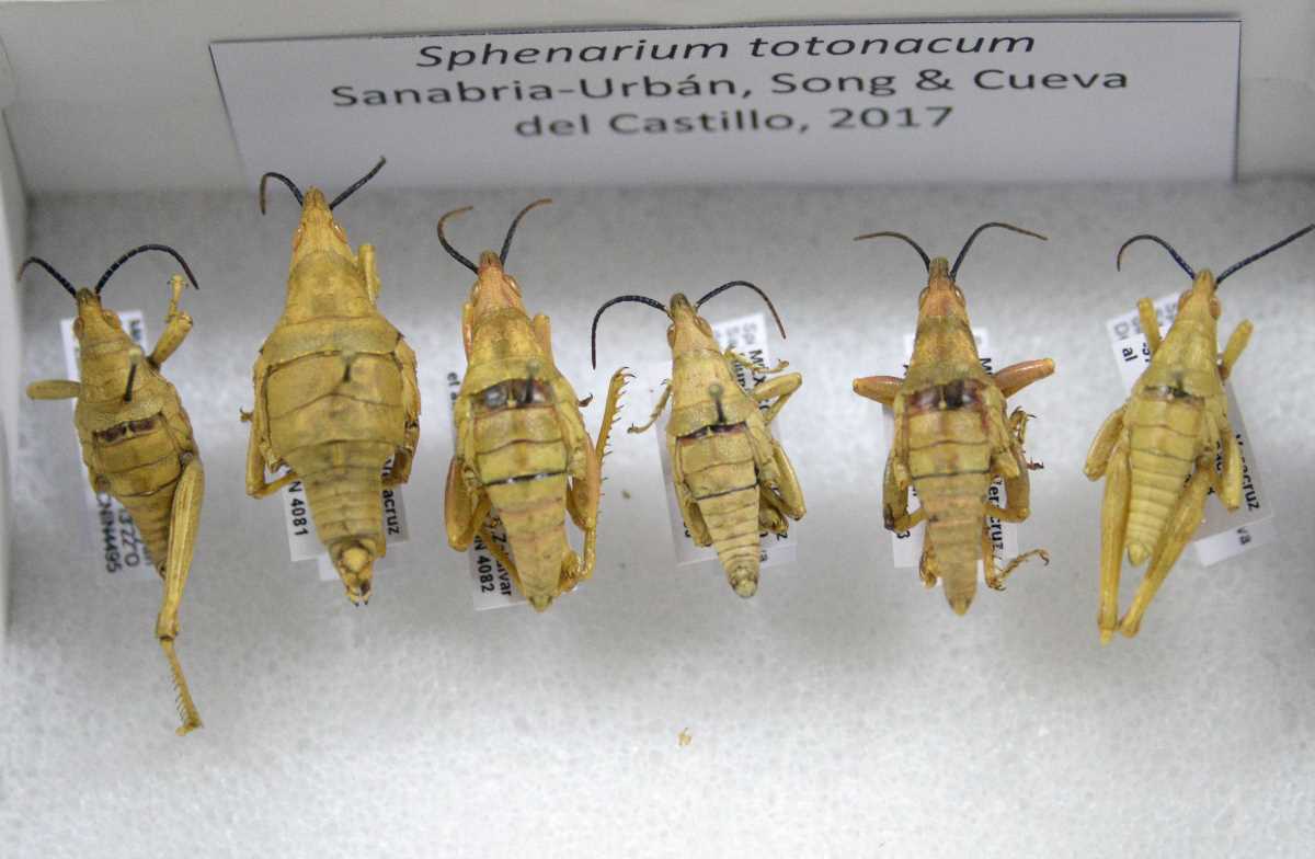 Examining a newly discovered Sphenarium totonacum insect specimen.