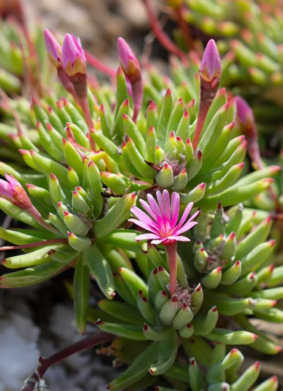 A close-up of Mesembryanthemum crystallinum, the salt-accumulating succulent that thrives in the area.