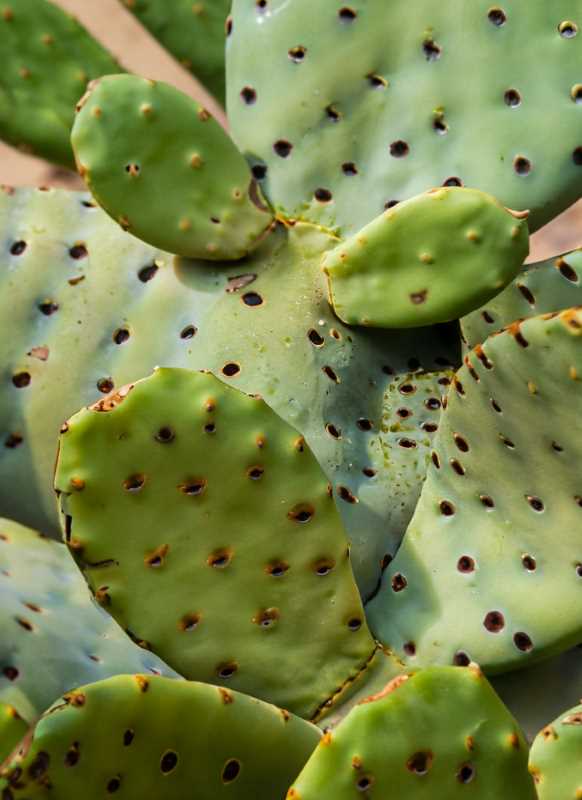 A close-up of tender nopal pads, showcasing the plant's dual identity as both a vegetable and a fruit.