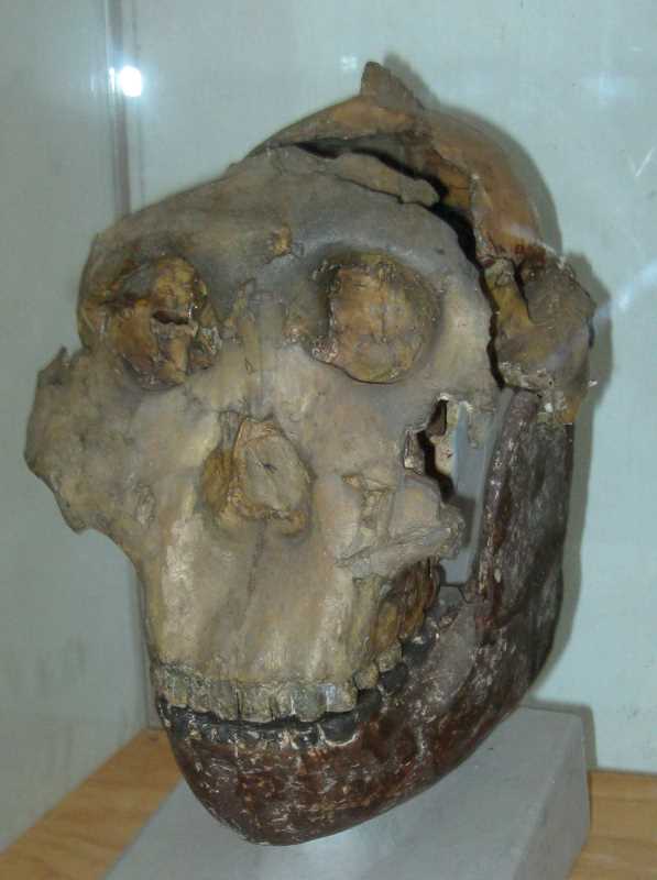 A close-up of the Nutcracker Man's fossilized skull, showcasing its strikingly robust teeth that led to its iconic nickname.