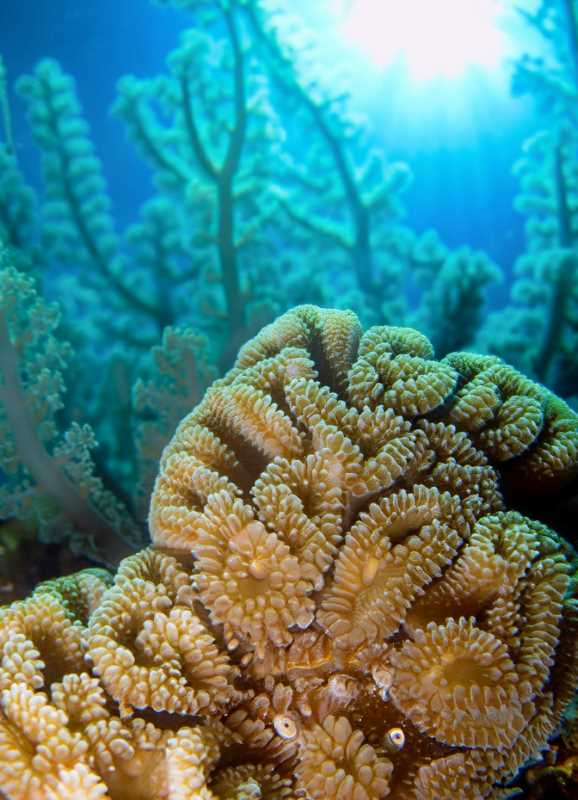 A close-up of the resilient azooxanthellate coral, flourishing in the bay's challenging conditions.
