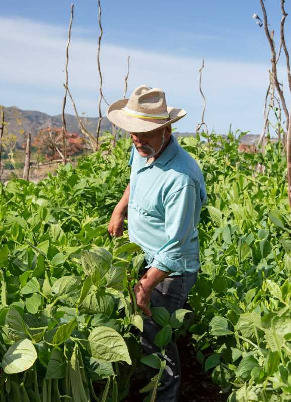 A farmer in Zacatecas, Mexico, tending to his flourishing bean crop.