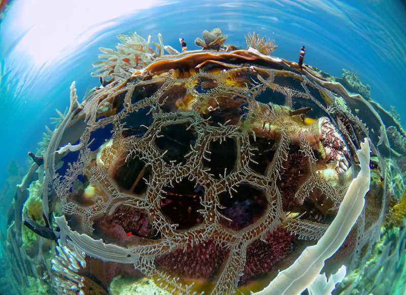 A kaleidoscopic view of marine life in Bahía de Los Ángeles.