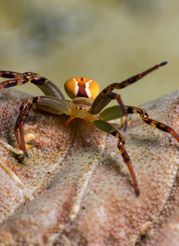 Crab spiders showcasing their crab-like moves along the shores of Islas Marías.