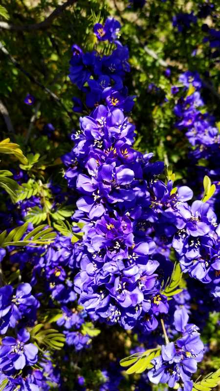 A diverse tapestry of vibrant flora: the medicinal purple blooms of the holy tree.