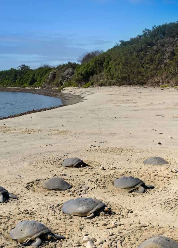 Nesting sites along the sandy shores of San Rafael Bay, where the vulnerable olive ridley turtle lays its eggs.